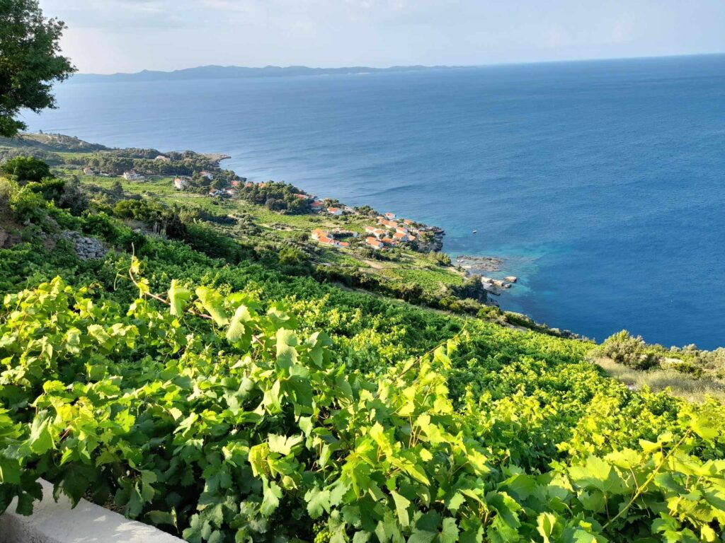 Enoturystyka w Chorwacji odkryj półwysep Pelješac jesienią