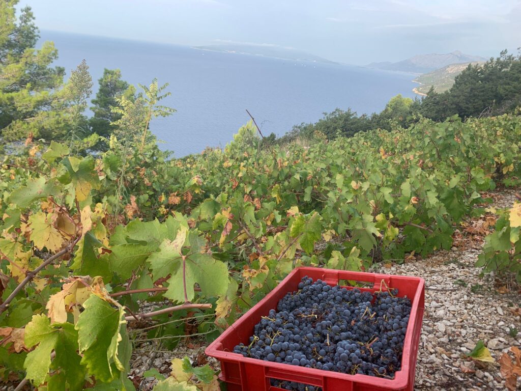 Enoturystyka w Chorwacji odkryj półwysep Pelješac jesienią