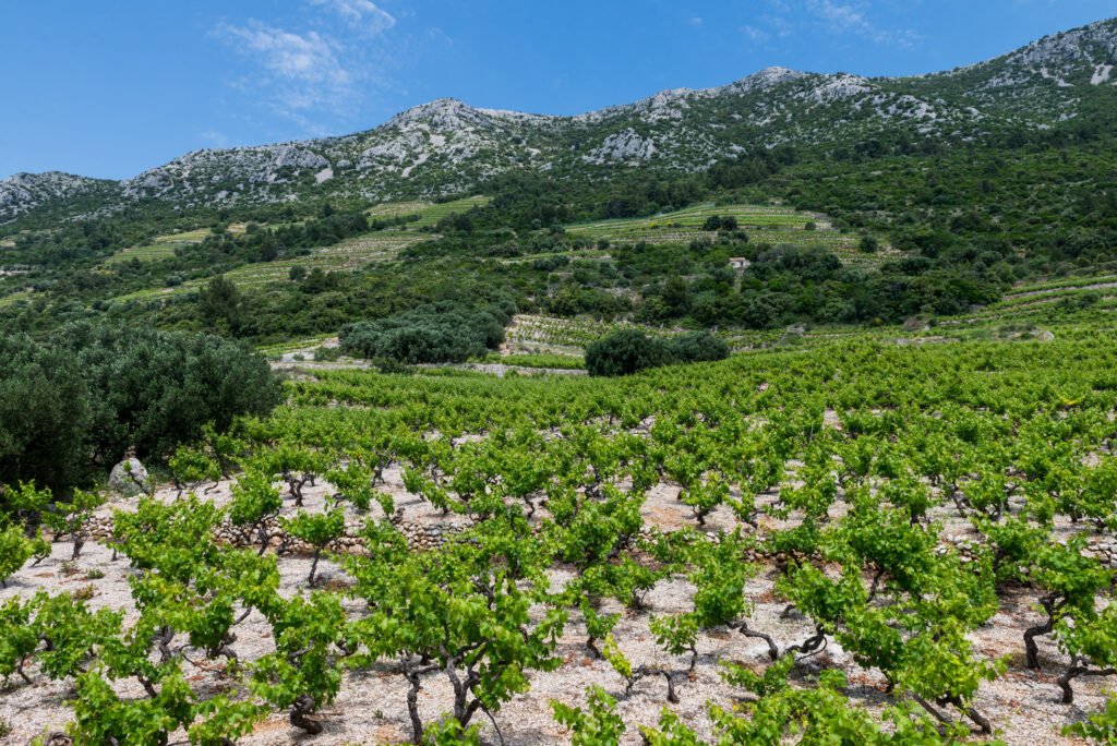 Dingač tunel Dingač najkrótsza droga do najlepszych win Pelješaca